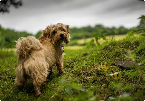 Norfolk Terrier