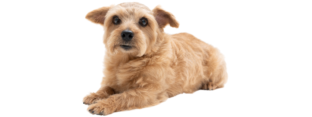 Norfolk Terrier