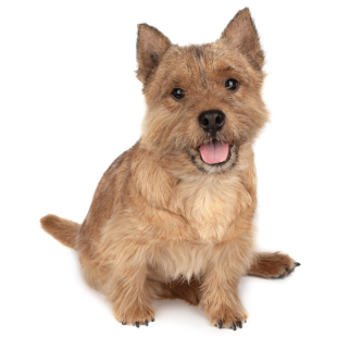 Norwich Terrier