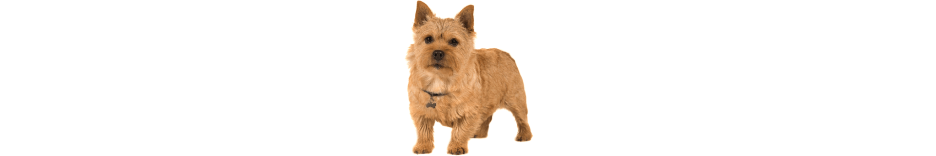 Norwich terrier