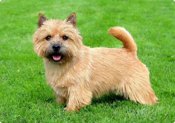 Norwich terrier