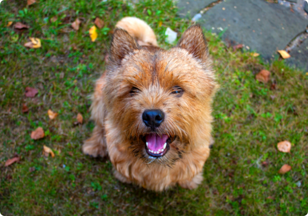 Norwich terrier