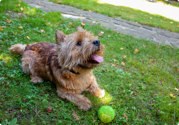Norwich terrier