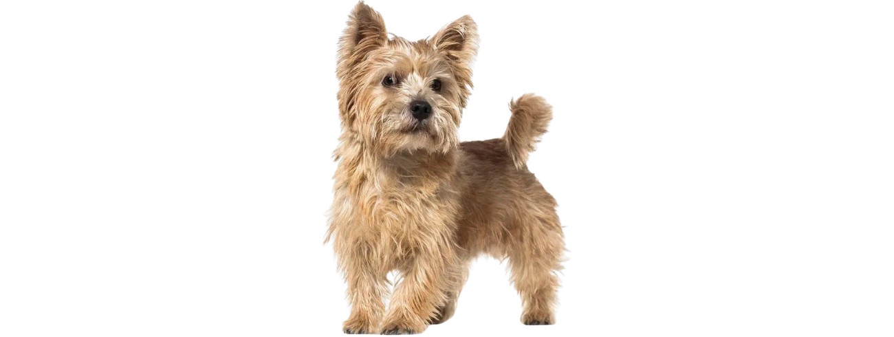 Norwich terrier