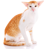 Oriental Shorthair