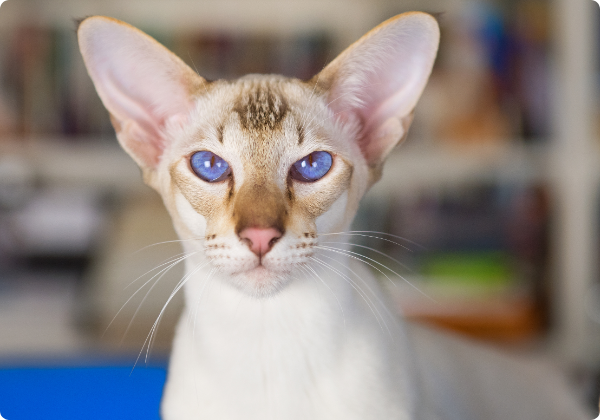 Oriental Shorthair