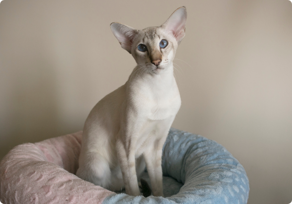Oriental Shorthair
