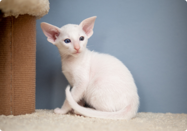 Oriental Shorthair