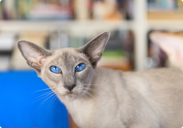 Oriental Shorthair