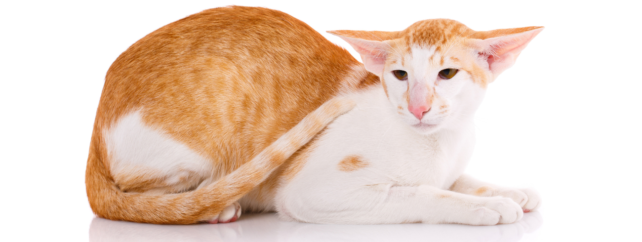 Oriental Shorthair