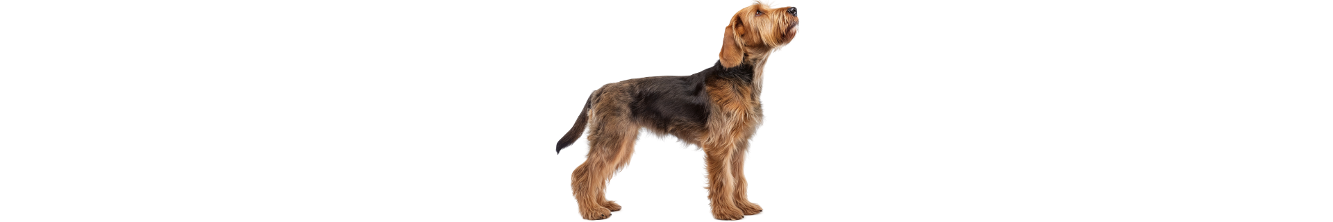 Otterhound