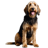 Otterhound
