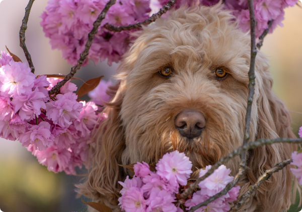 Otterhound