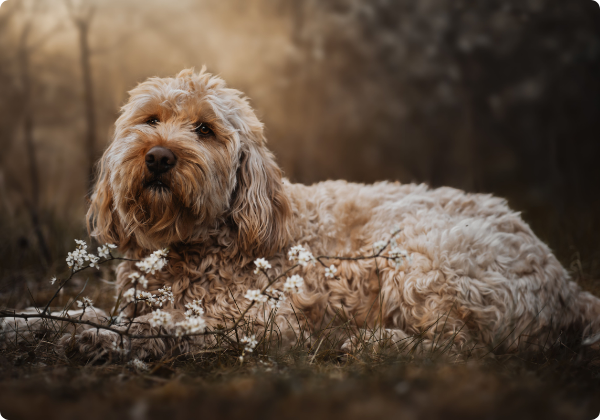 Otterhound