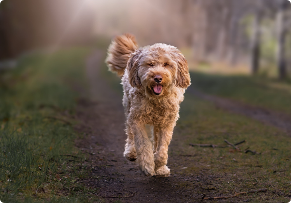 Otterhound
