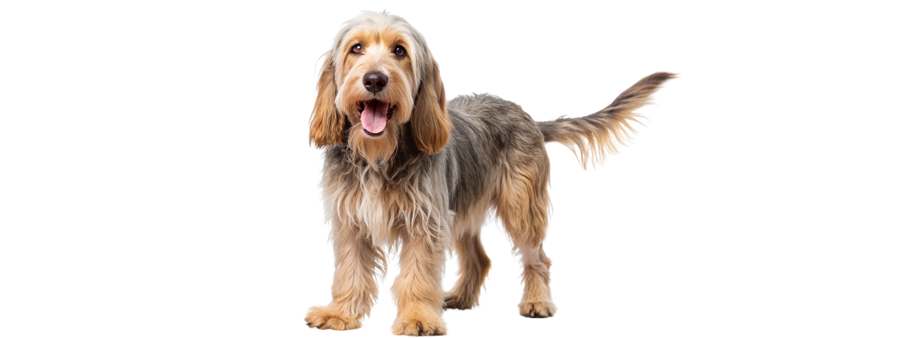 Otterhound