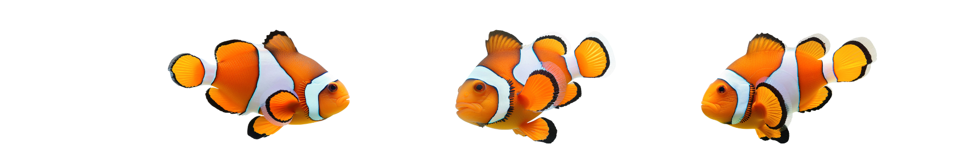 peixe palhaço