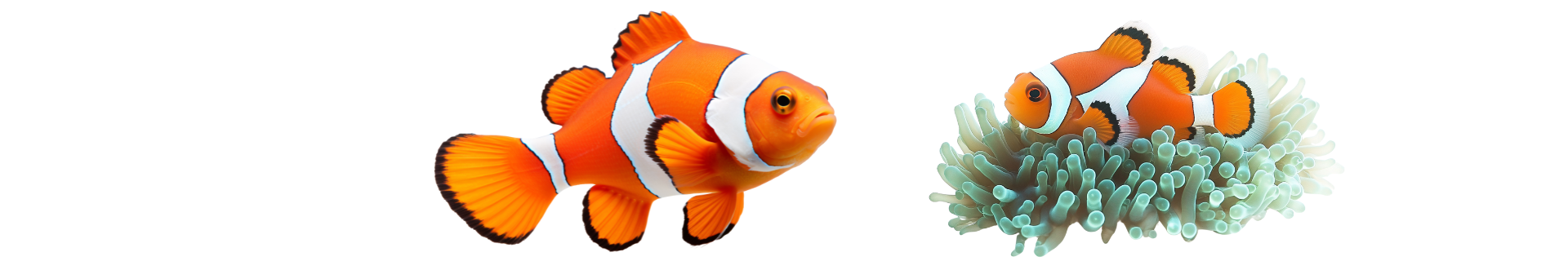 Peixe-palhaço Peixe-palhaço