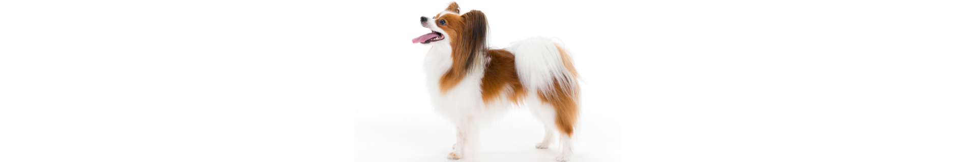 Papillon