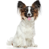 Papillon