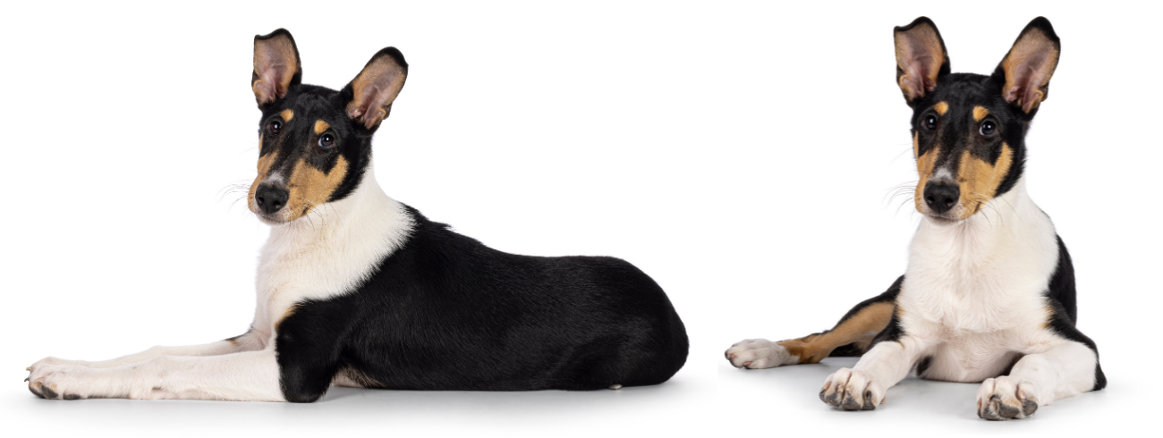 Collie de Pelo Curto