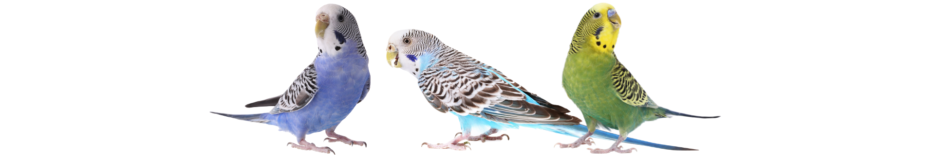 Periquito Australiano