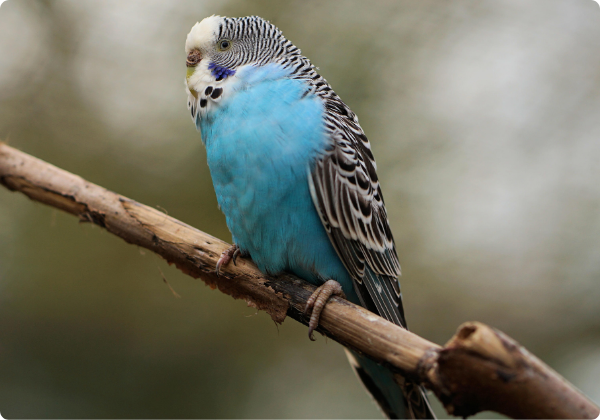 Periquito Australiano