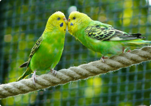 Periquito Australiano