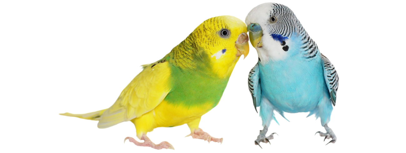 Periquito Australiano