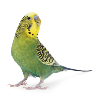 Periquito Australiano