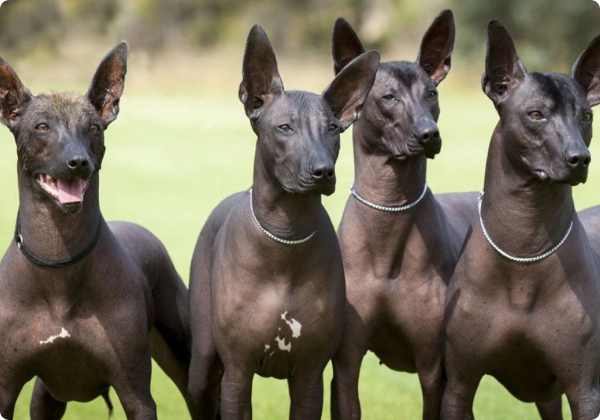 Peruvian Inca Orchid