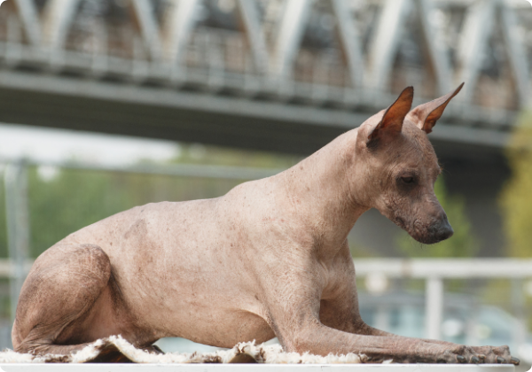 Peruvian Inca Orchid