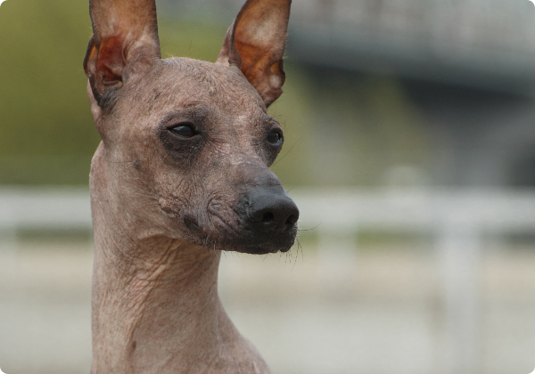 Peruvian Inca Orchid