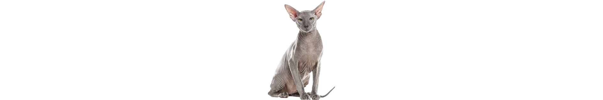 Peterbald
