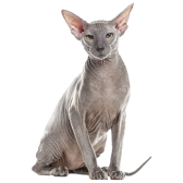 Peterbald
