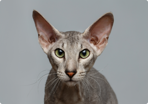 peterbald