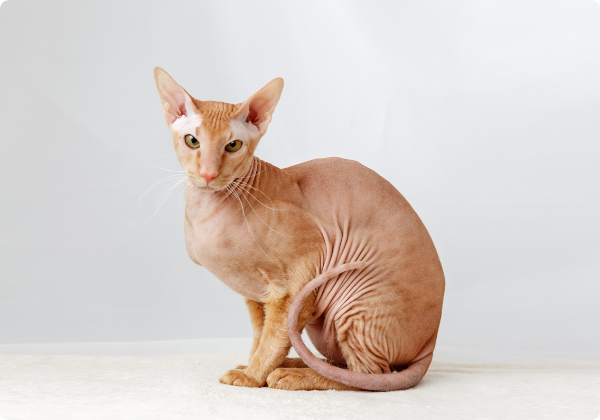 peterbald