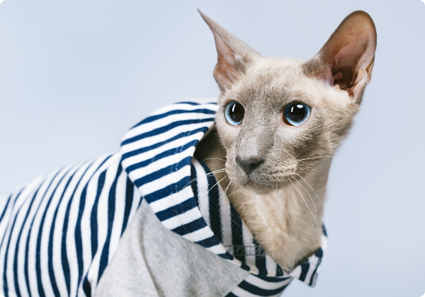 Peterbald