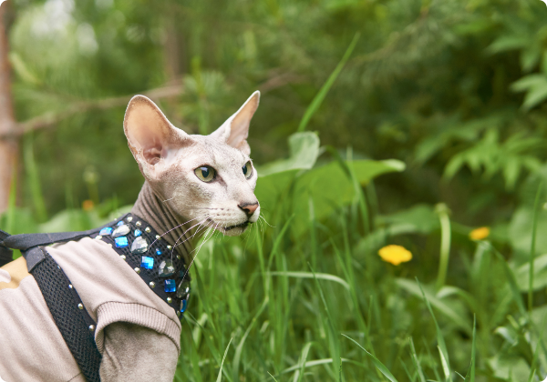 Peterbald