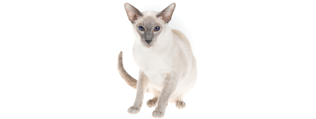peterbald