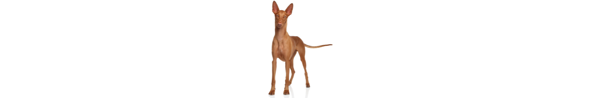 Pharaoh Hound