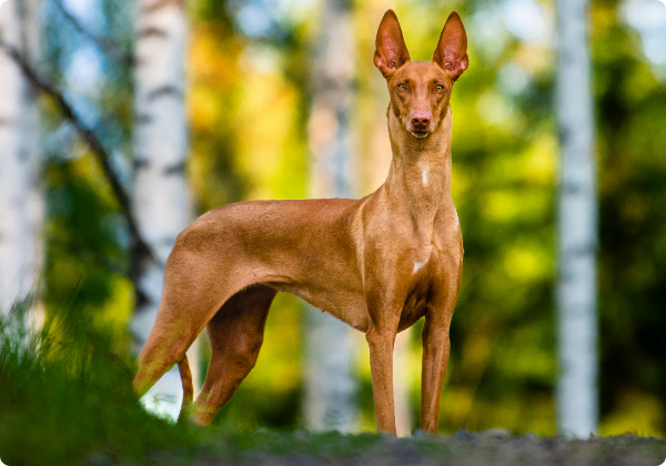 Pharaoh Hound