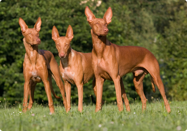 Pharaoh Hound