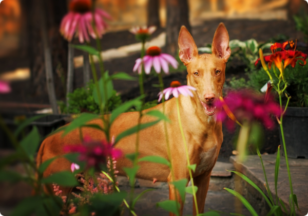 Pharaoh Hound