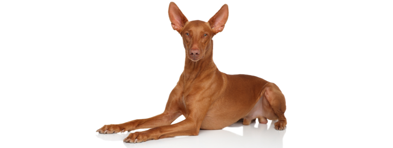 Pharaoh Hound