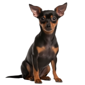 Pinscher