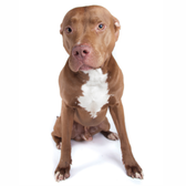Pitbull