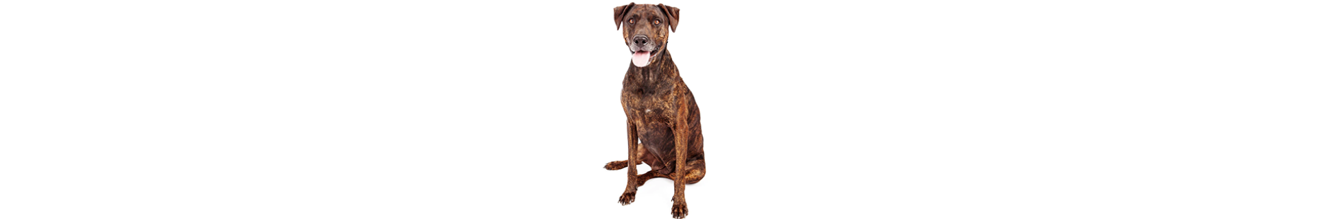 Plott Hound