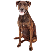 Plott Hound