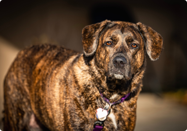 Plott Hound